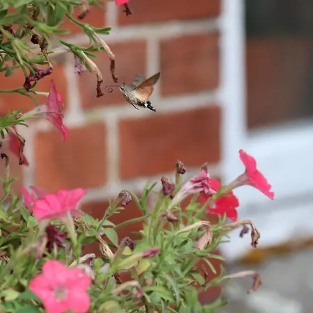 Hostel Rudbol * Rudbol